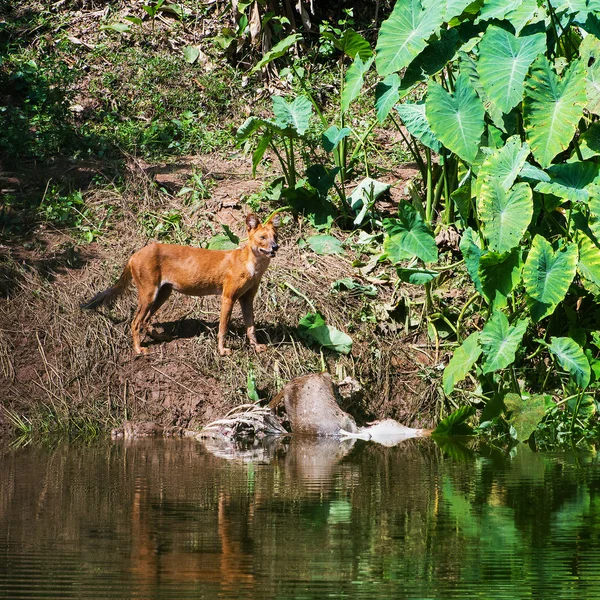 Asiático salvaje perros comer un ciervo carcasa —  Fotos de Stock
