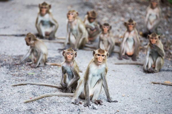 Monkey family — Stock Photo, Image