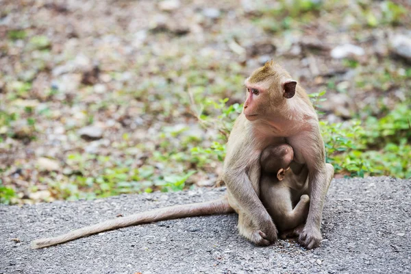 Monkey family — Stock Photo, Image