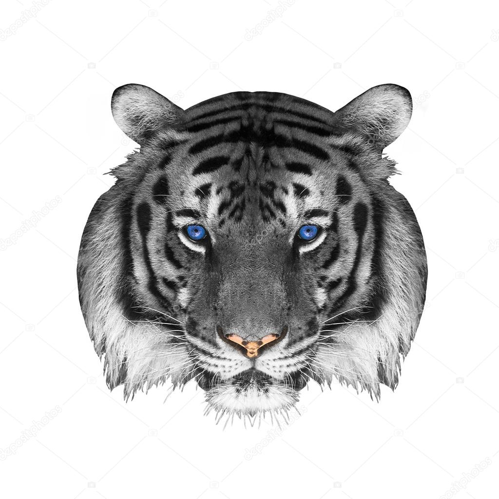 Face of a white bengal tiger, isolated on white background.