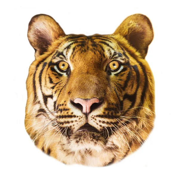 Tiger på den hvide baggrund - Stock-foto