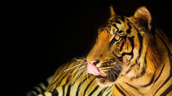 Tygrys na czarnym tle — Zdjęcie stockowe
