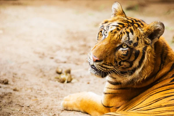 Nahaufnahme eines Tigergesichts — Stockfoto