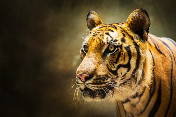 Tiger — Stockfoto