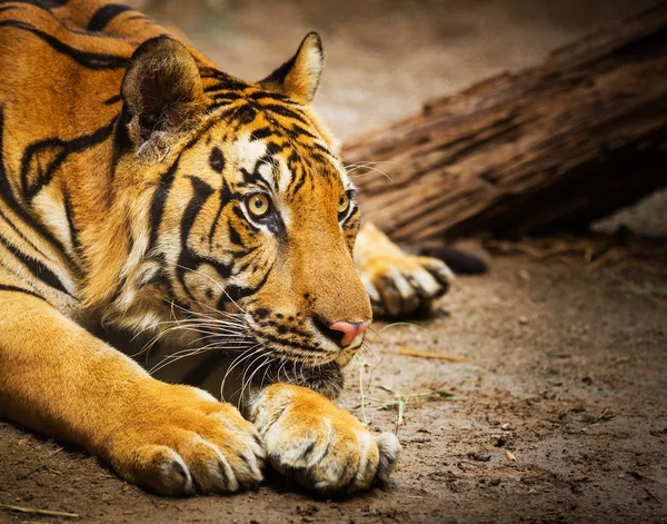 Primer plano de una cara de tigre —  Fotos de Stock