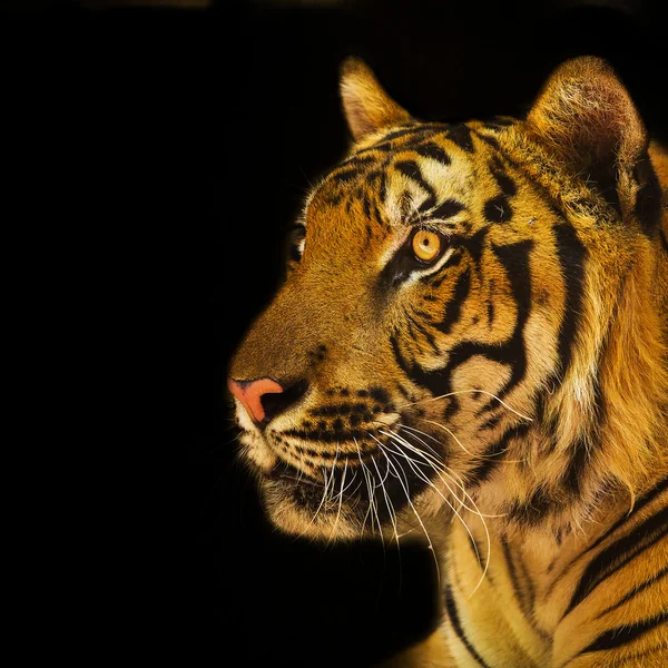 Porträtt av amur tigers — Stockfoto