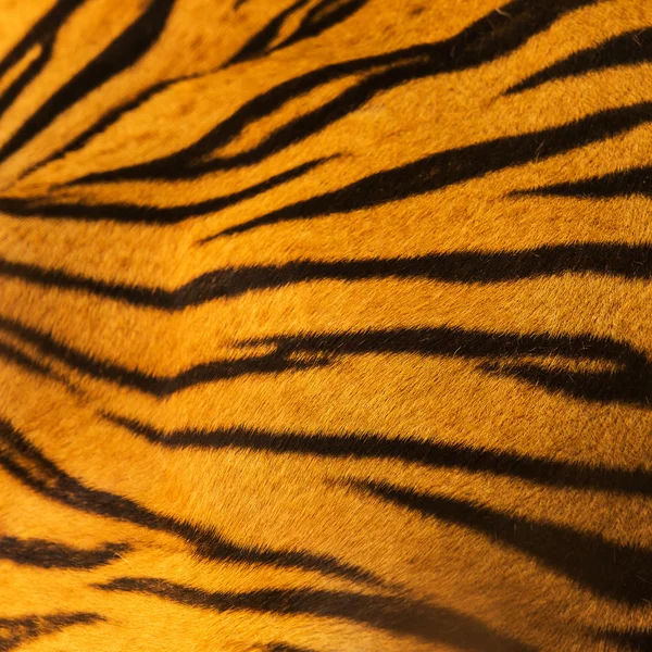 Vackra tiger fur - färgglada textur med orange, beige, yello — Stockfoto