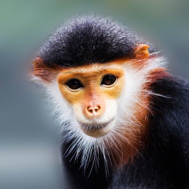 douc (pygathrix nemaeus kırmızı bıçakladılar)