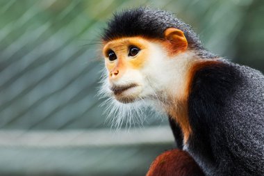 douc (pygathrix nemaeus kırmızı bıçakladılar)