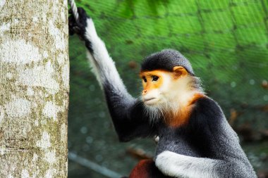 douc (pygathrix nemaeus kırmızı bıçakladılar)