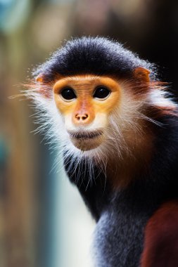 douc (pygathrix nemaeus kırmızı bıçakladılar)