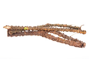 Tinospora  Rumphii