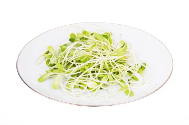 Yeşil genç ayçiçeği lahanası