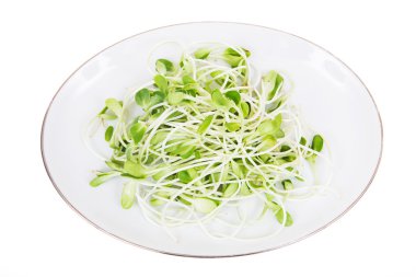 Yeşil genç ayçiçeği lahanası