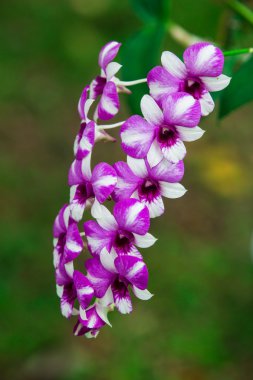 Güzel orkide çiçek