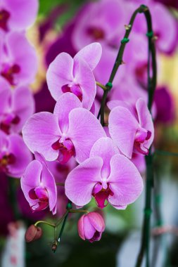 Güzel orkide çiçek