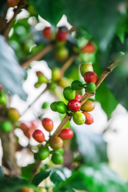 kahve çekirdekleri dalı. robusta kahve.