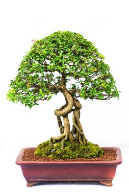 Bonsai çam ağacı beyaz bir duvara yaslanmış.