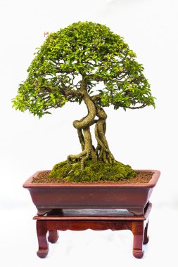 Bonsai çam ağacı karşı