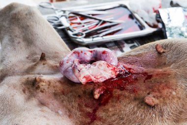 köpeklerde histerektomi enfeksiyonlar