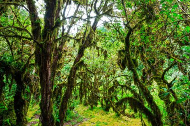 Ormanın bütünlüğü. Doi Inthanon Milli Parkı. Chiang 