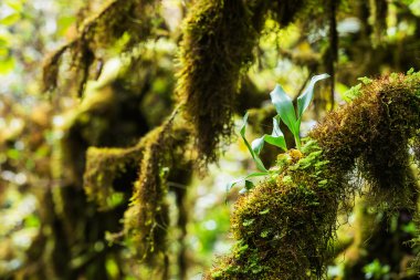Güzel yağmur ormanı (Doi Inthanon Milli Parkı), Tayland