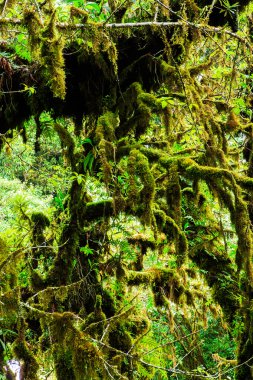 Ormanın bütünlüğü. Doi Inthanon Milli Parkı. Chiang 