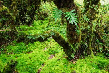 Ormanın bütünlüğü. Doi Inthanon Milli Parkı. Chiang 