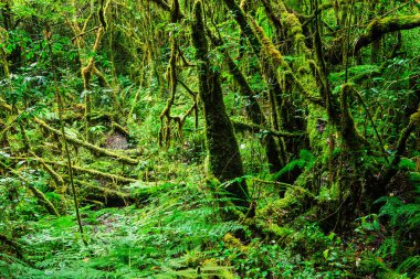 Ormanın bütünlüğü. Doi Inthanon Milli Parkı. Chiang 