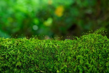 Ormanın bütünlüğü. Doi Inthanon Milli Parkı. Chiang 