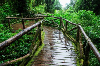 Ang ka doğa iz doi Inthanon nat içinde güzel yağmur ormanı