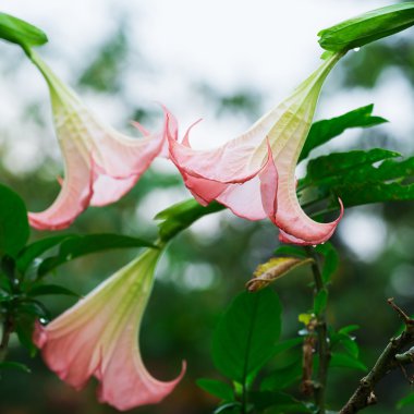 Datura (angel trumpet) flower clipart