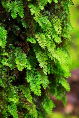 Ormanın bütünlüğü. Doi Inthanon Milli Parkı. Chiang 