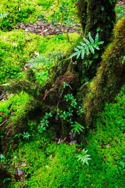 Ormanın bütünlüğü.