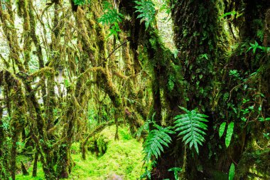 Ormanın bütünlüğü.