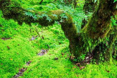Ormanın bütünlüğü.