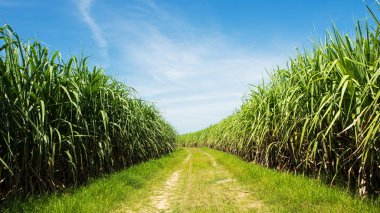 Sugarcane field and road with white cloud in Thailand clipart