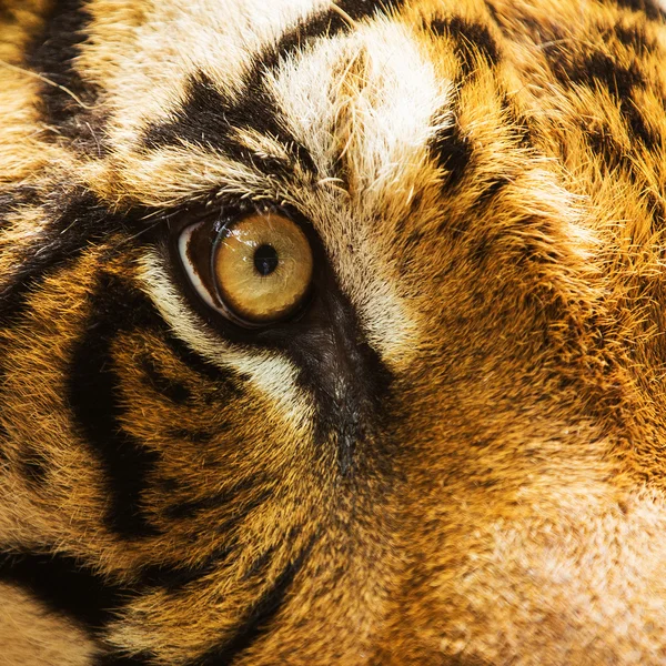 호랑이의 눈을 클로즈업 — 스톡 사진