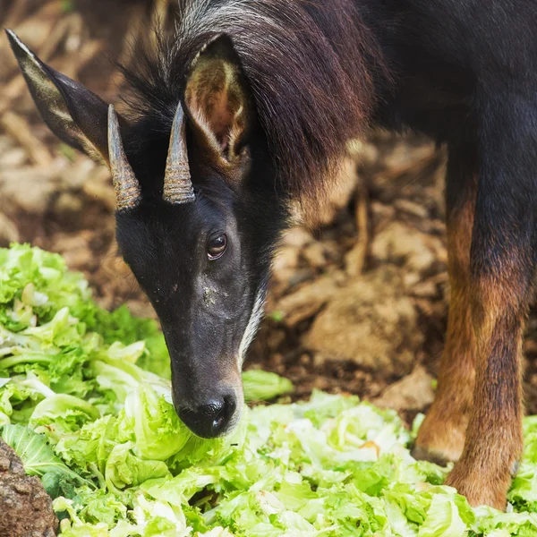 Serow, the endanger species in thailand — Stock Photo, Image