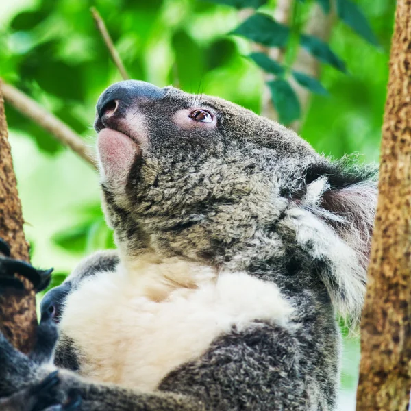 Koalabär im Zoo — Stockfoto