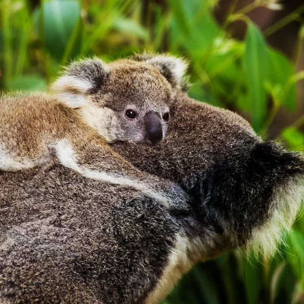 Koalabär im Zoo — Stockfoto