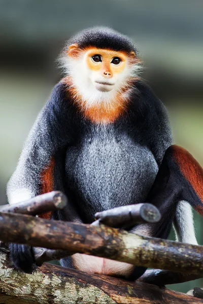 Rood-gepakt douc (pygathrix nemaeus) — Stockfoto