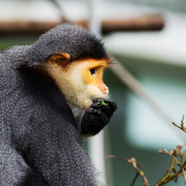 Red-shanked Douc (Pygathrix nemaeus) — Stock Photo, Image