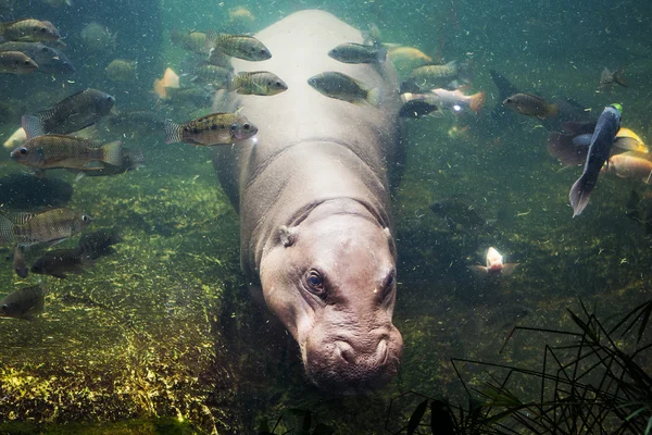 Hipopótamo, anfibio hipopótamo, Sudáfrica — Foto de Stock