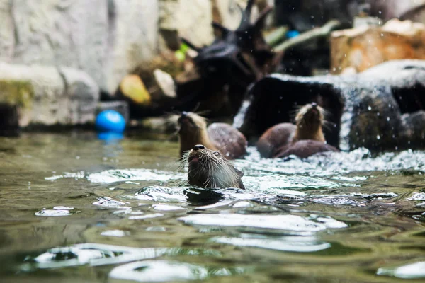 Smooth coated Otter - Lutrogale perspicillata - efter ett dopp i — Stockfoto