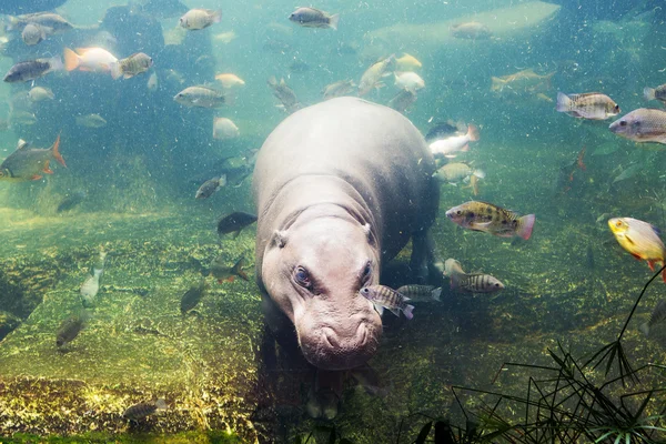 Hipopótamo, anfibio hipopótamo, Sudáfrica — Foto de Stock