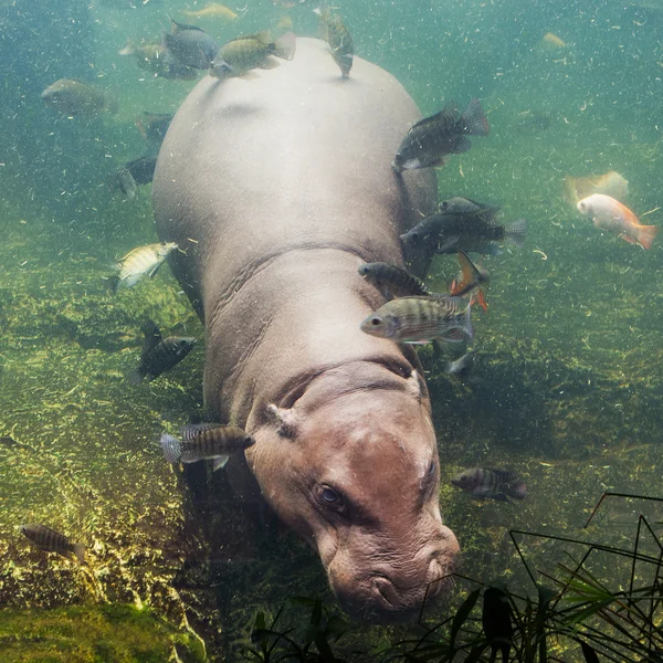 Hipopótamo, Hippopotamus amphibius, Africa do Sul — Fotografia de Stock