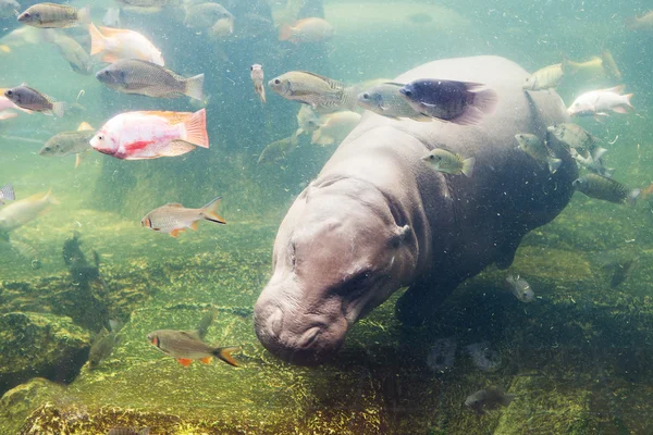 Hippopotamus amphibius, Southafrica — Stock Photo, Image