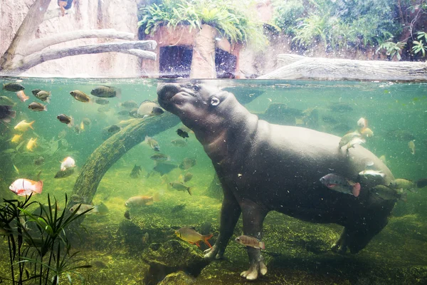 Hippopotamus, Hippopotamus amphibius, Southafrica — Stock Photo, Image