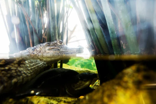 Crocodile's eye tükrözi a víz — Stock Fotó